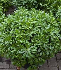Αγγελική νάνα (Pittosporum tobira ‘Nanum’) - 2 lt